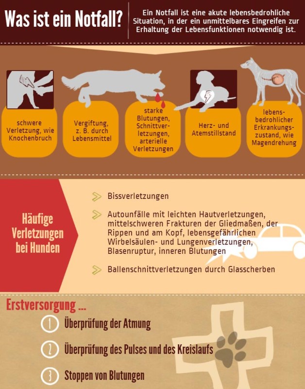 Infografik Erste Hilfe bei Hunden