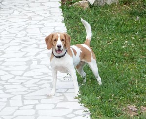 Cavalier - Beagle Mischling Lucy